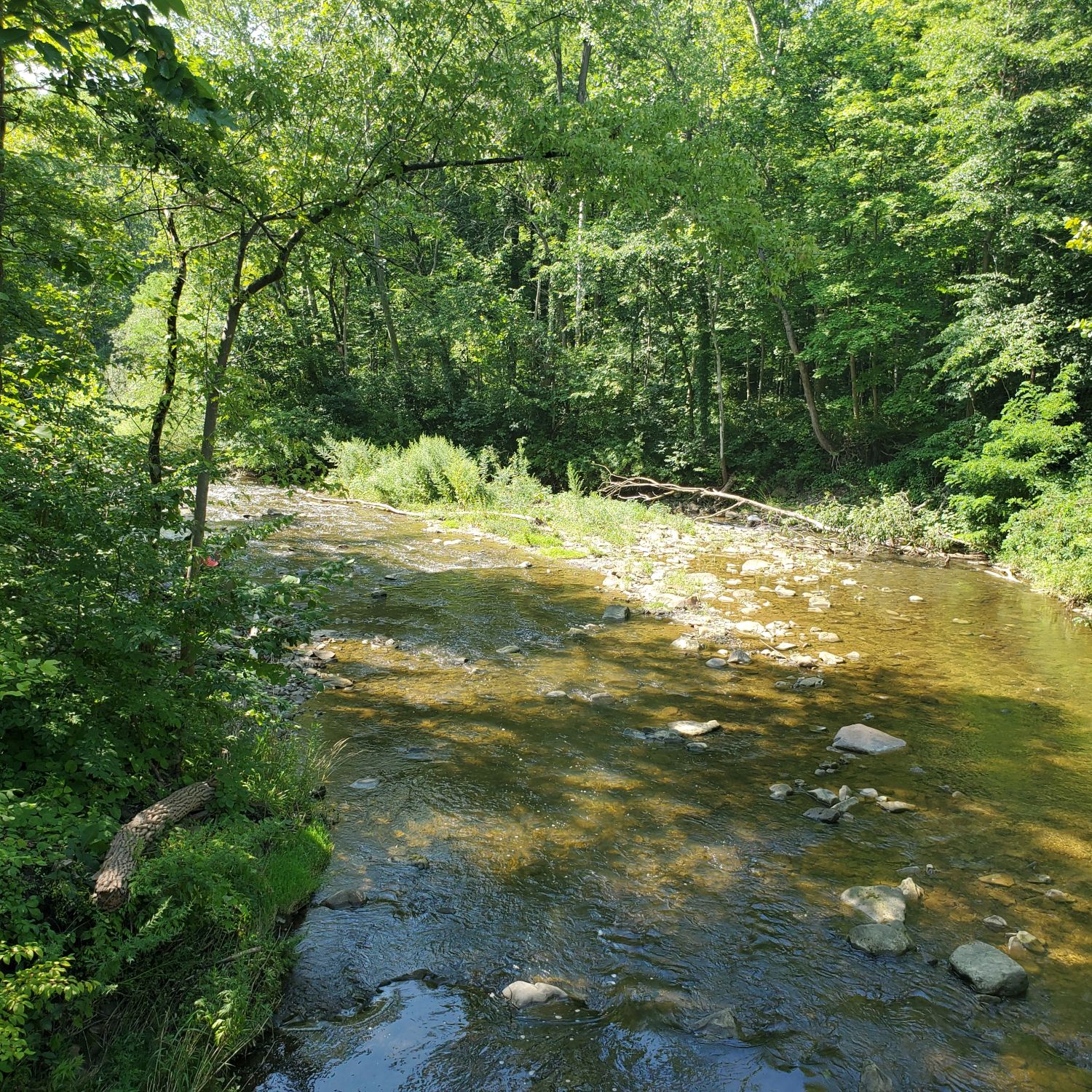 Stanford and Brandywine Gorge Trails 